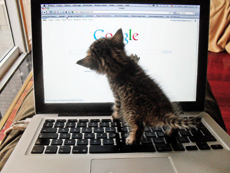 Le Chat Qui Passe Sur Le Clavier Araignee Du Desert